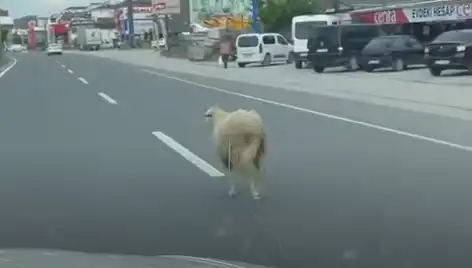 Yalova'da Kaçan Kurbanlık Hayvanlar Trafiği Alt Üst Etti
