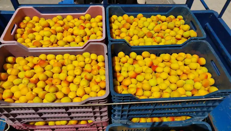 İlk Hasat Sevinci: Yerli Ürünler 500 TL’den Alıcı Buldu!