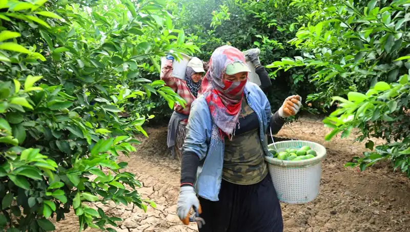 Market Fiyatlarını Sarsacak Gelişme: Kilosu 150 Lirayı Aşan Ürünler İçin Hasat Başladı!