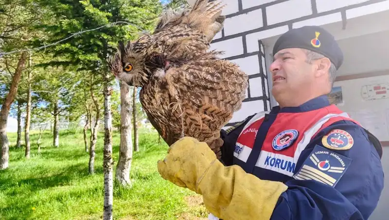 Dikenli Tellere Takılan Puhu Kuşu Kurtarıldı, Tedavi Süreci Başladı
