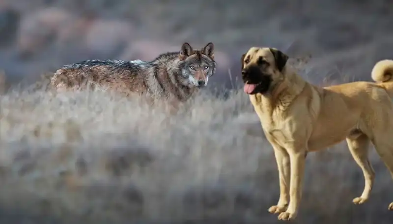 Kangal Köpeği Talebindeki Artışın Ardındaki Sebep: Kurt Popülasyonu