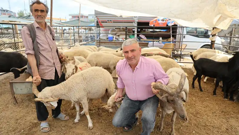 Kurban Pazarında Herkesin Gözdesi: 4 Boynuzlu Koçlar!