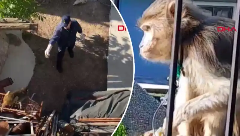 Muğla'da İlginç Bir Olay: Mahalleliyi Maymun Kovaladı!
