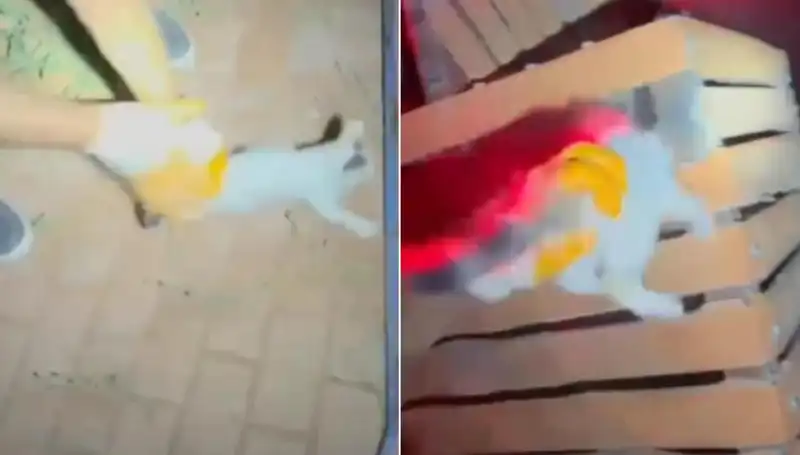 Gece Yarısı İtfaiyesi Kedi Kurtarma Operasyonuyla Gözleri Doldurdu