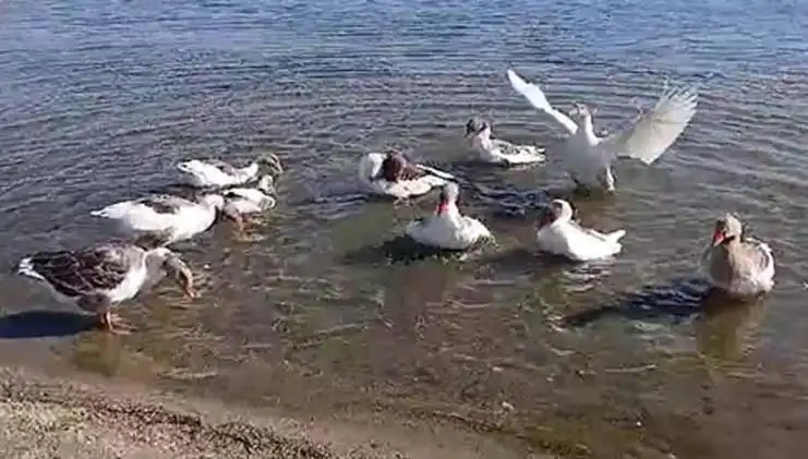 Yüzdükleri İçin Şikayet Edilen Kazlar Kümese Kapandı!