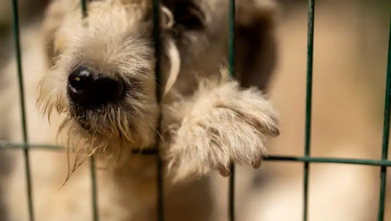 İş Stresi Artıyor: Köpekler de İnsana Bağlı Olarak Etkileniyor