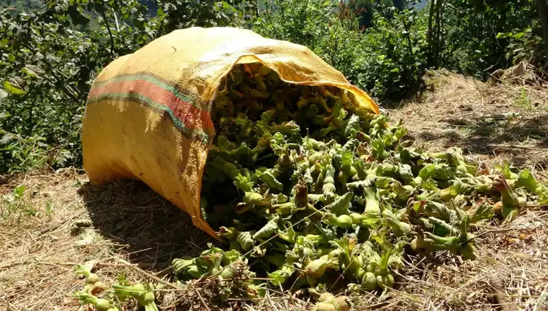Giresun'da Fındık Hasadı Başladı: Bereketli Sezonun İlk Günleri