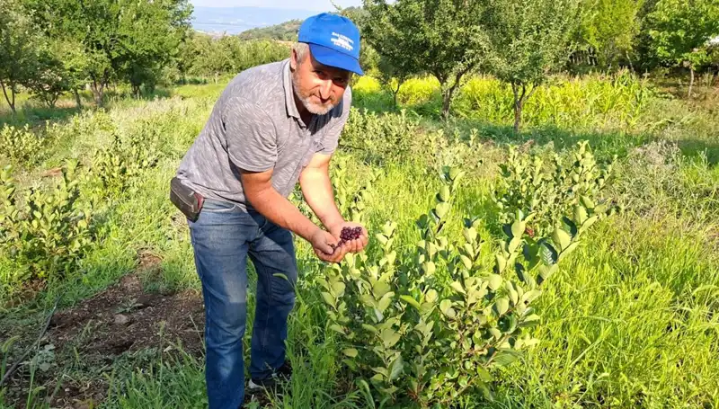 Üç Yıl Önce Ektiği Fidanlar, Bu Yıl İlk Meyvelerini Verdi!
