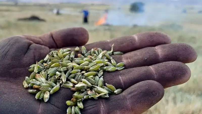 Firik Sezonu Başladı: Doğanın Lezzeti Sofraları Şenlendiriyor!