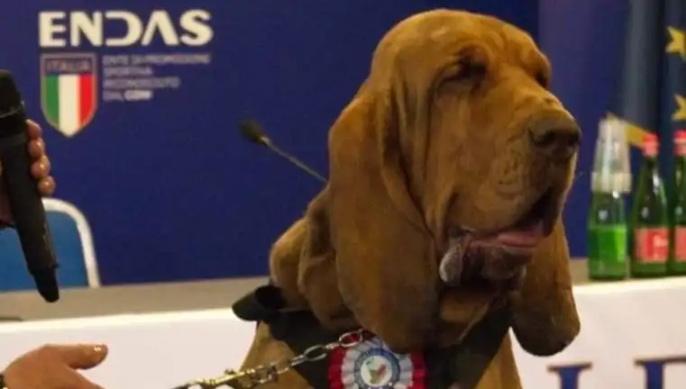** Arama Köpeğine Yapılan Suikast: Çivili Sosisle Öldürülen Kahraman!**