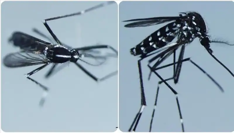 Chikungunya Virüsü: Belirtileri ve Etkili Olduğu Ülkeler Hakkında Bilmeniz Gerekenler