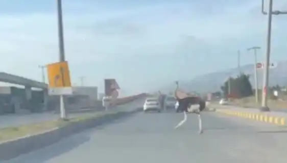Hatay'da Trafikte Deve Kuşu Görüntüsü Şehirde Şaşkınlık Yarattı