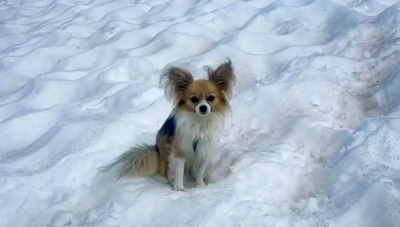 Buzul Yarığındaki Adamı Kurtaran Kahraman: Sadık Köpek