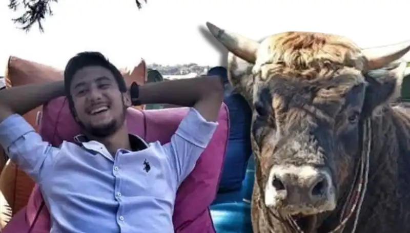 Aydın'da Güreş Boğasının Öldüğü Olay Şoke Etti!
