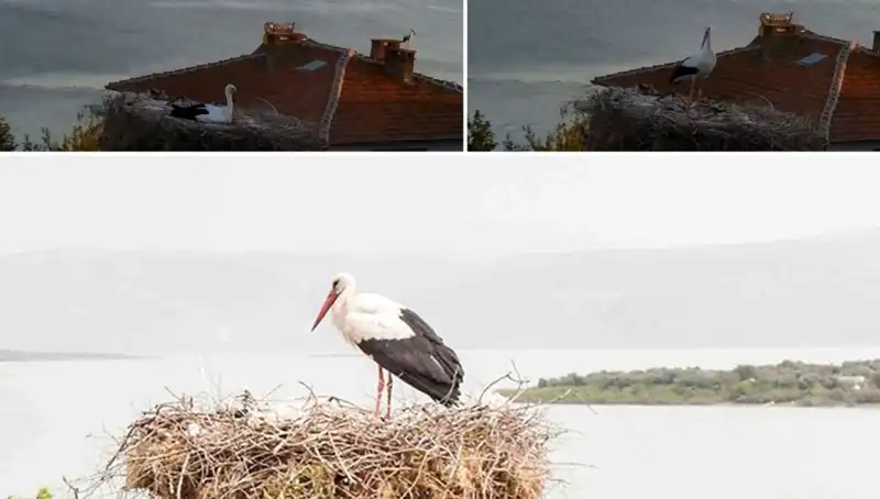 Leylek Yaren, Depremin Habercisi Oldu: Doğa Sinyaller Verdi