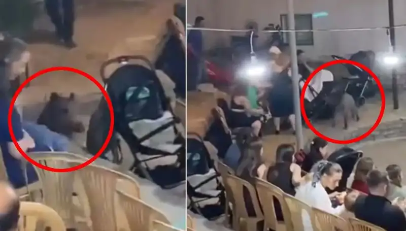 Düğün Töreninde Yaban Domuzu Şoku: Eğlence Yerini Paniğe Bıraktı